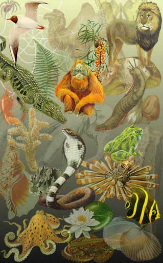 flora fauna y clima del bosque tropical